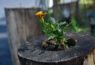 Marigold Plant